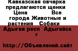 Кавказская овчарка -предлагаются щенки › Цена ­ 20 000 - Все города Животные и растения » Собаки   . Адыгея респ.,Адыгейск г.